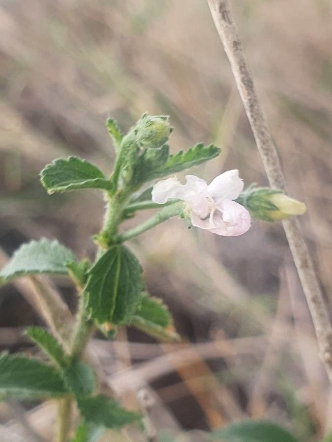 Hibiscus micranthus leaf