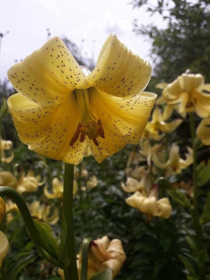 Lilium monadelphum flower