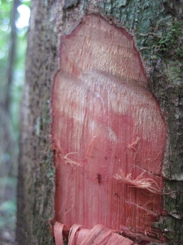 Eschweilera apiculata other