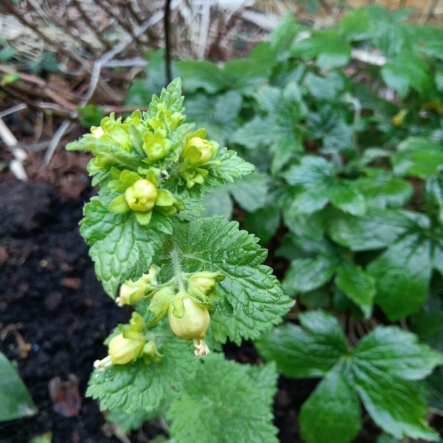Scrophularia vernalis flower