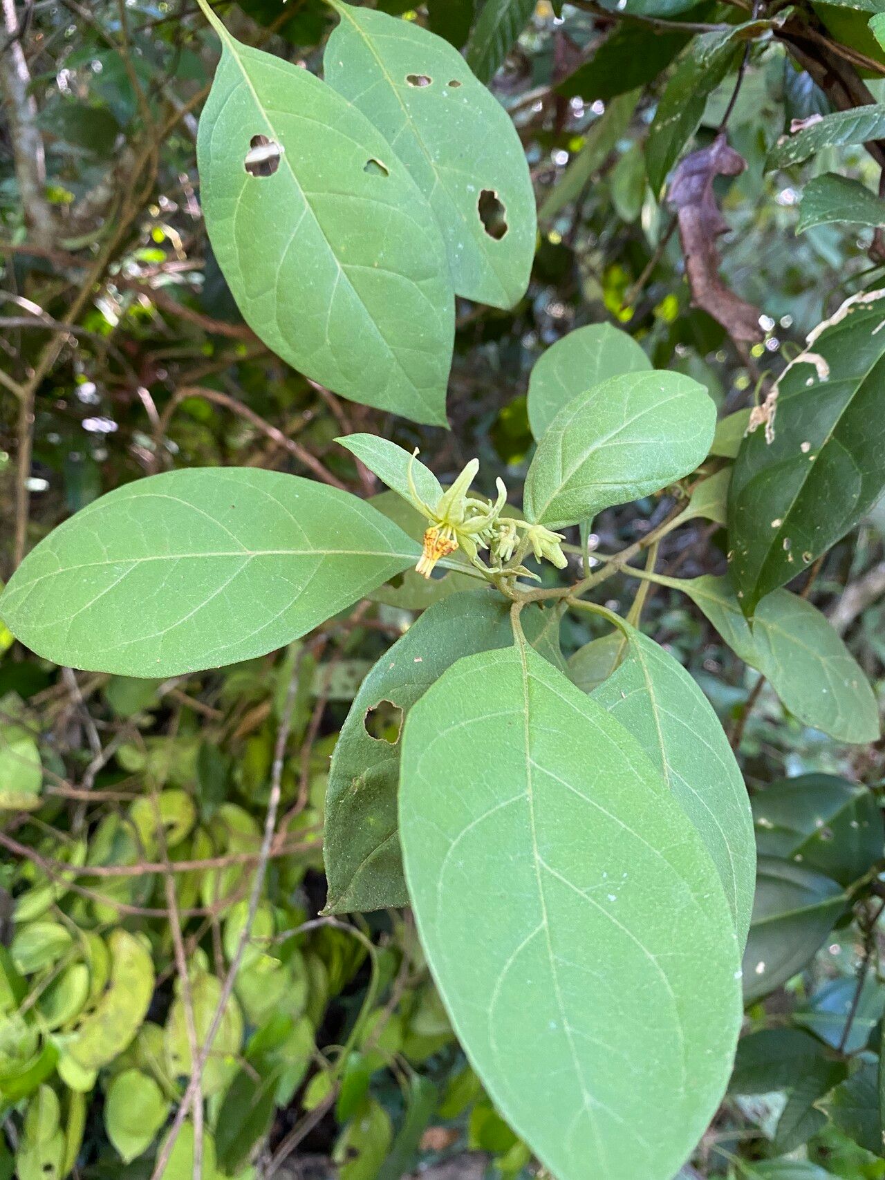 Solanum insidiosum — houseplant care guide