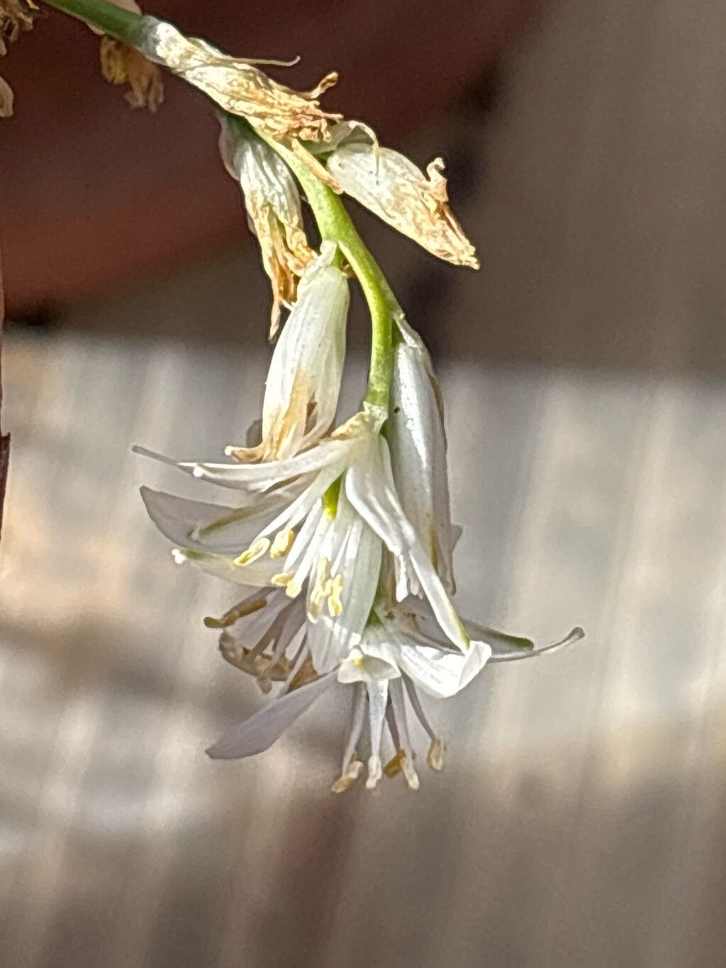 Ornithogalum concinnum — houseplant care guide