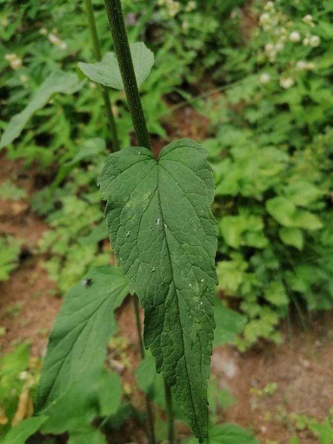 Phyteuma ovatum leaf