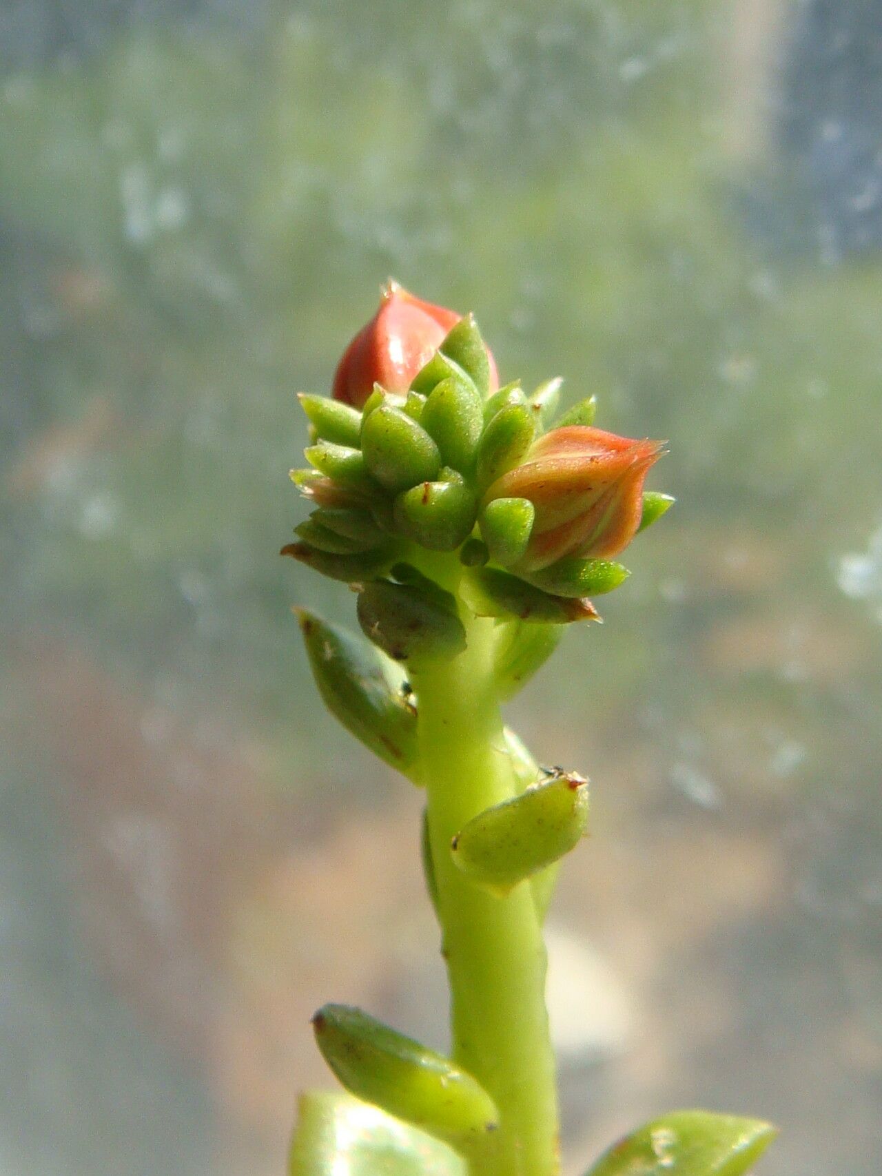 Echeveria multicaulis flower