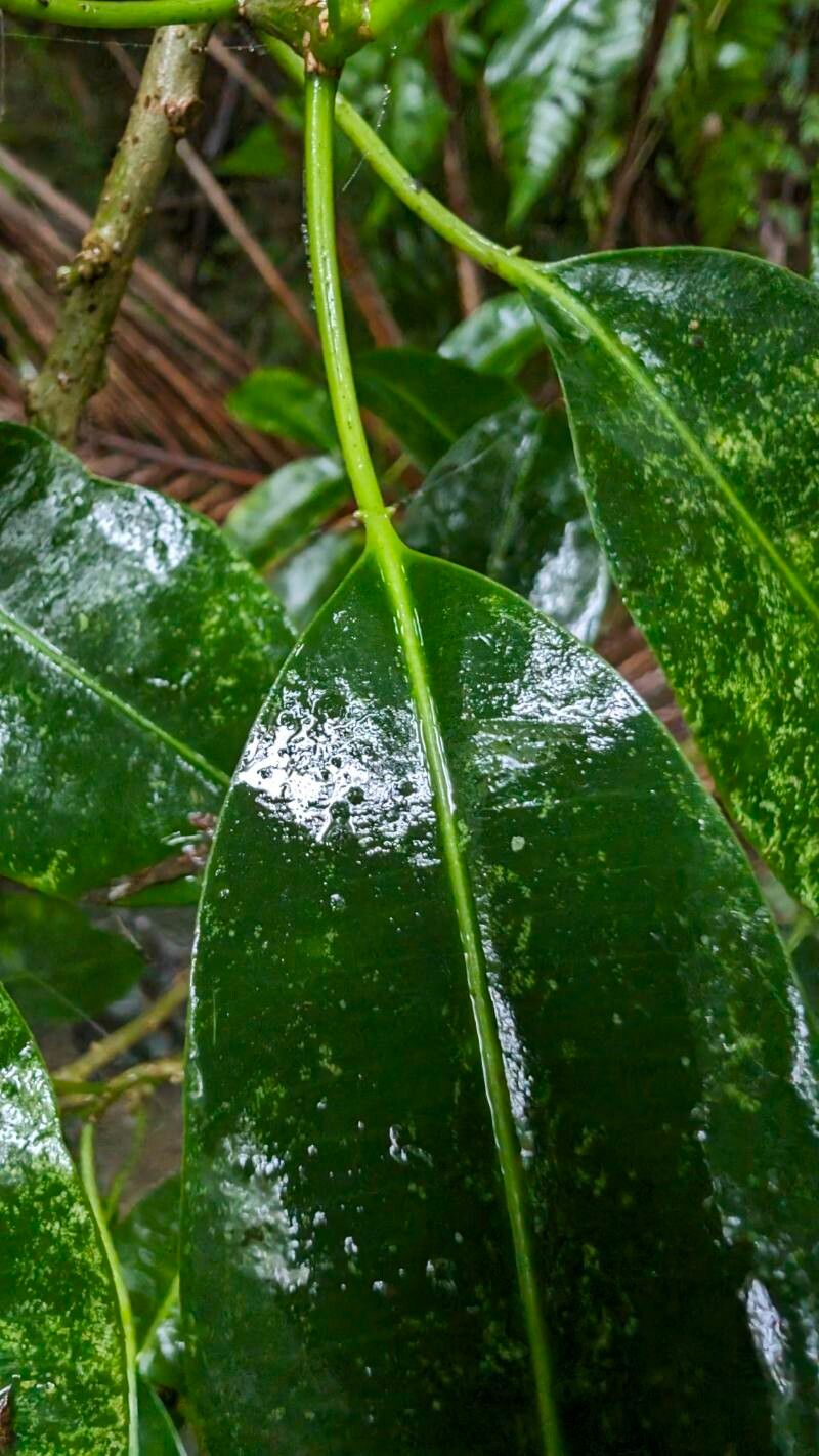 Sapium laurocerasus leaf