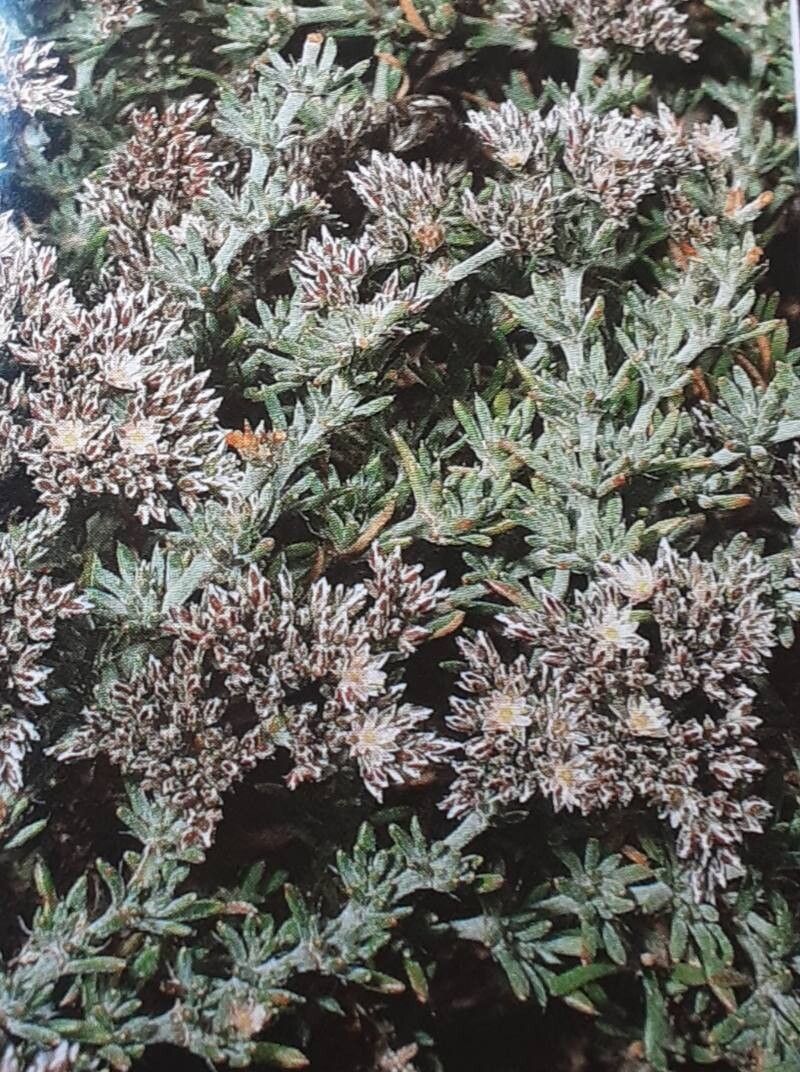 Polycarpaea aristata — related species from the same genus