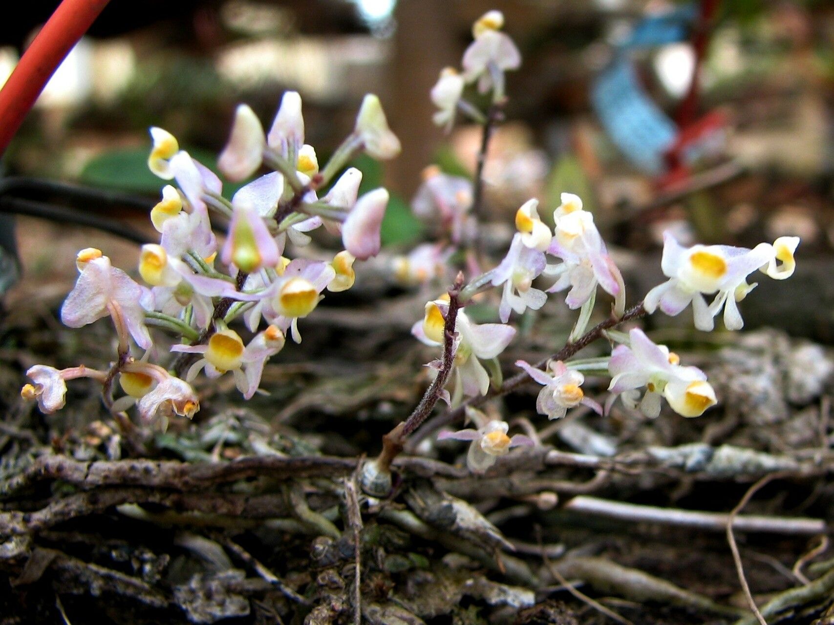 Polystachya saccata habit
