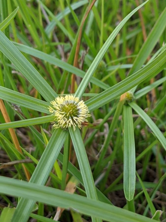 Kyllinga elata flower