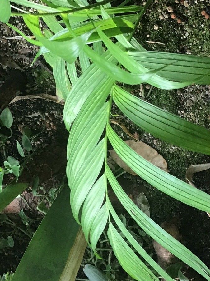 Calyptrogyne ghiesbreghtiana — search result for 'Belize'