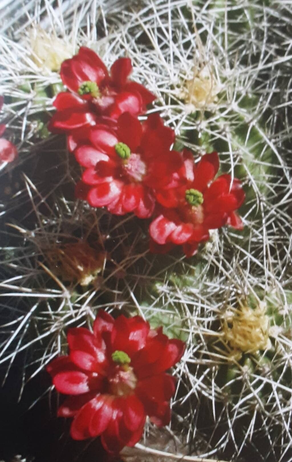 Echinocereus yavapaiensis flower