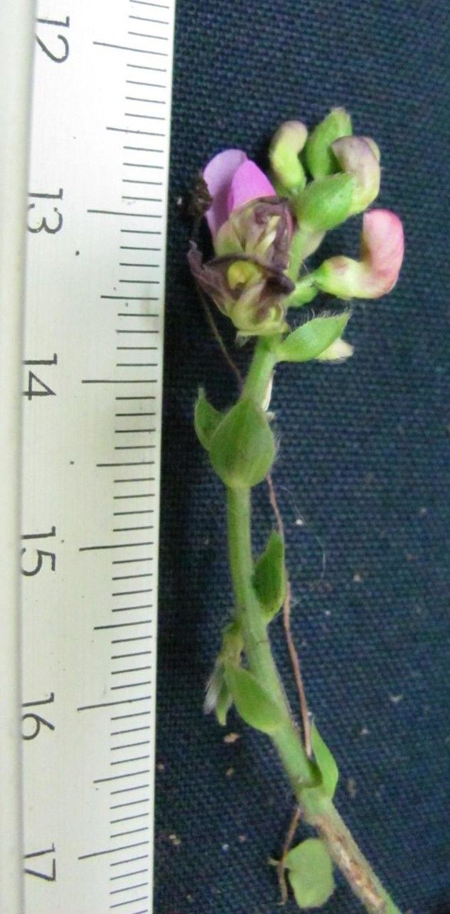 Phaseolus leptostachyus other