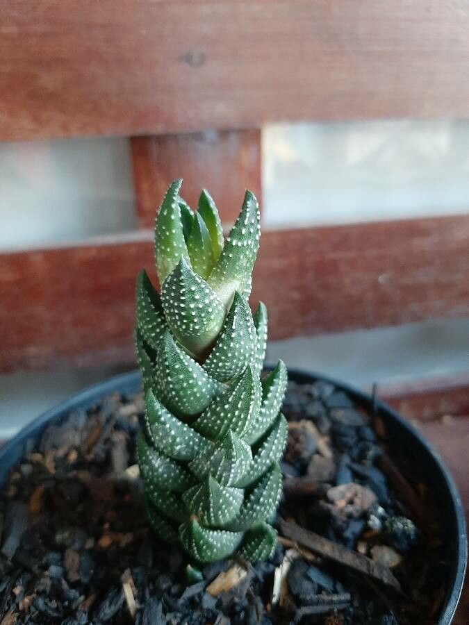 Haworthiopsis coarctata bark