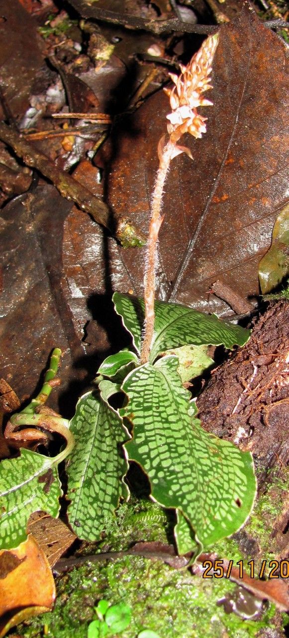 Aspidogyne grayumii habit