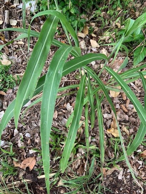 Miscanthus floridulus