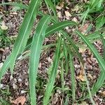 Miscanthus floridulus