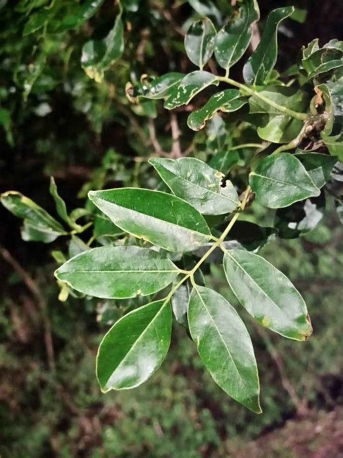 Lonchocarpus nitidus leaf