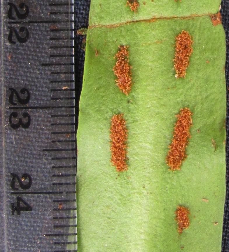 Loxogramme mexicana — related species from the same genus