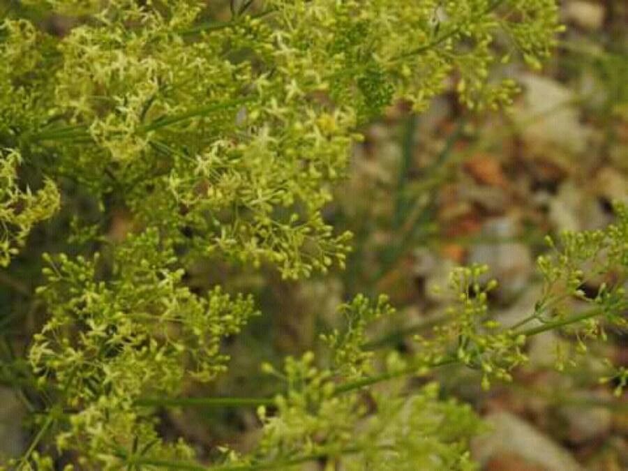 Galium libanoticum — houseplant care guide