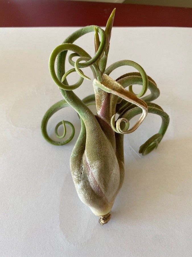 Tillandsia caput-medusae bark