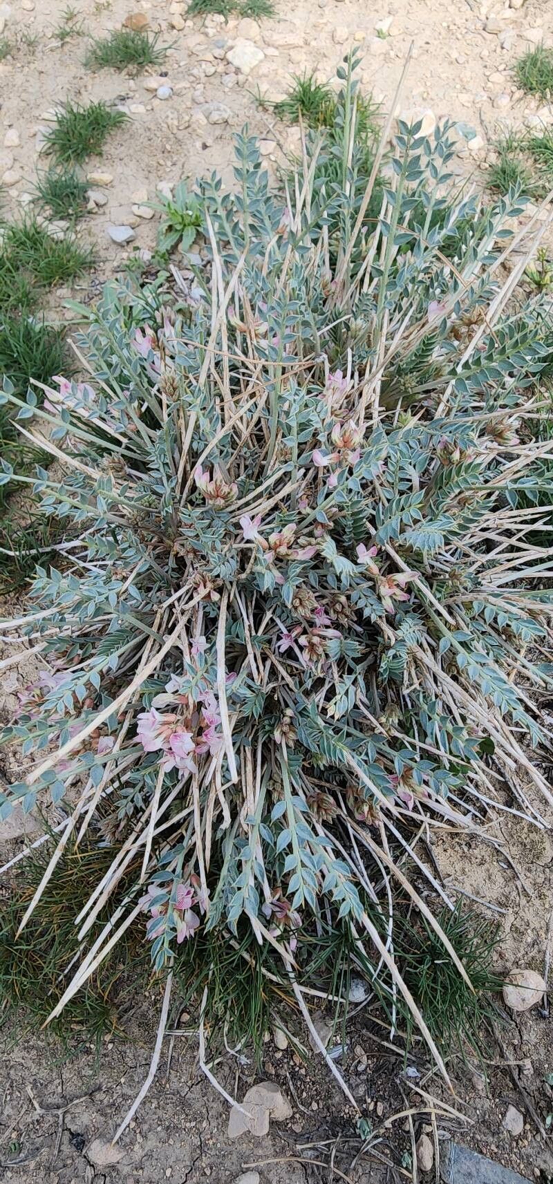Astragalus mucronifolius habit