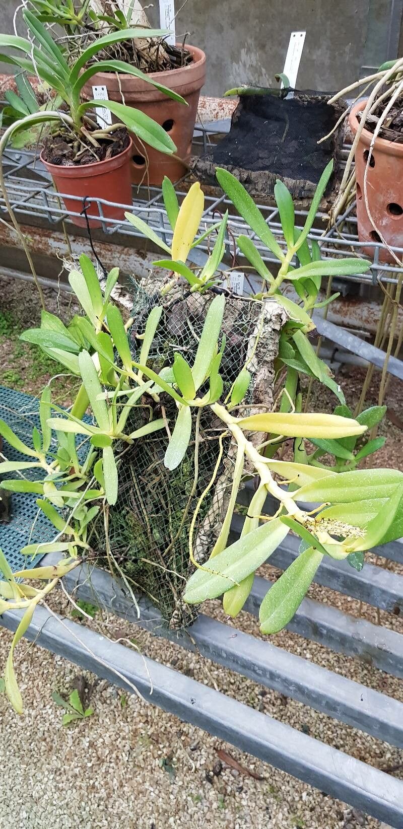 Diaphananthe ichneumonea habit