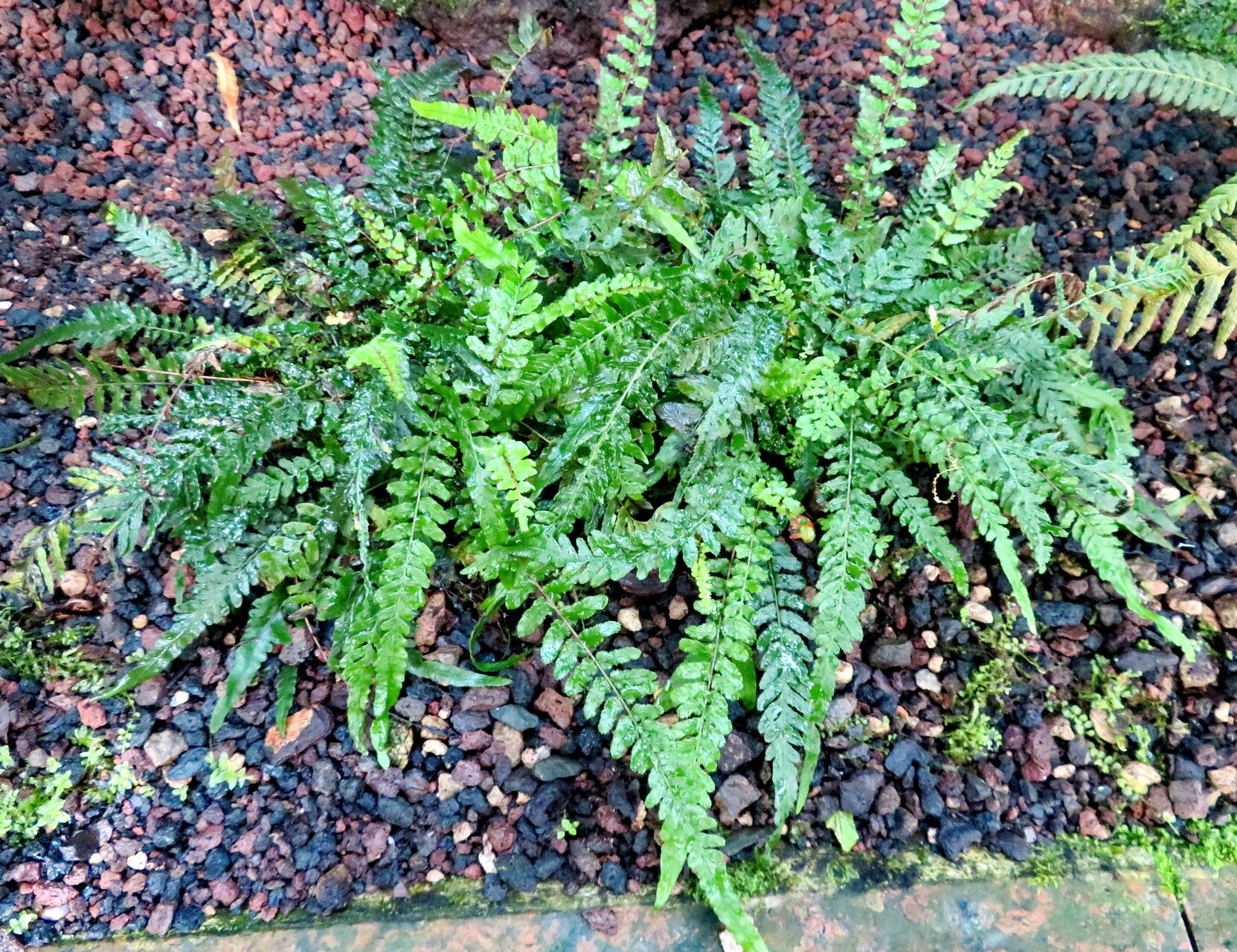 Blechnum minus habit