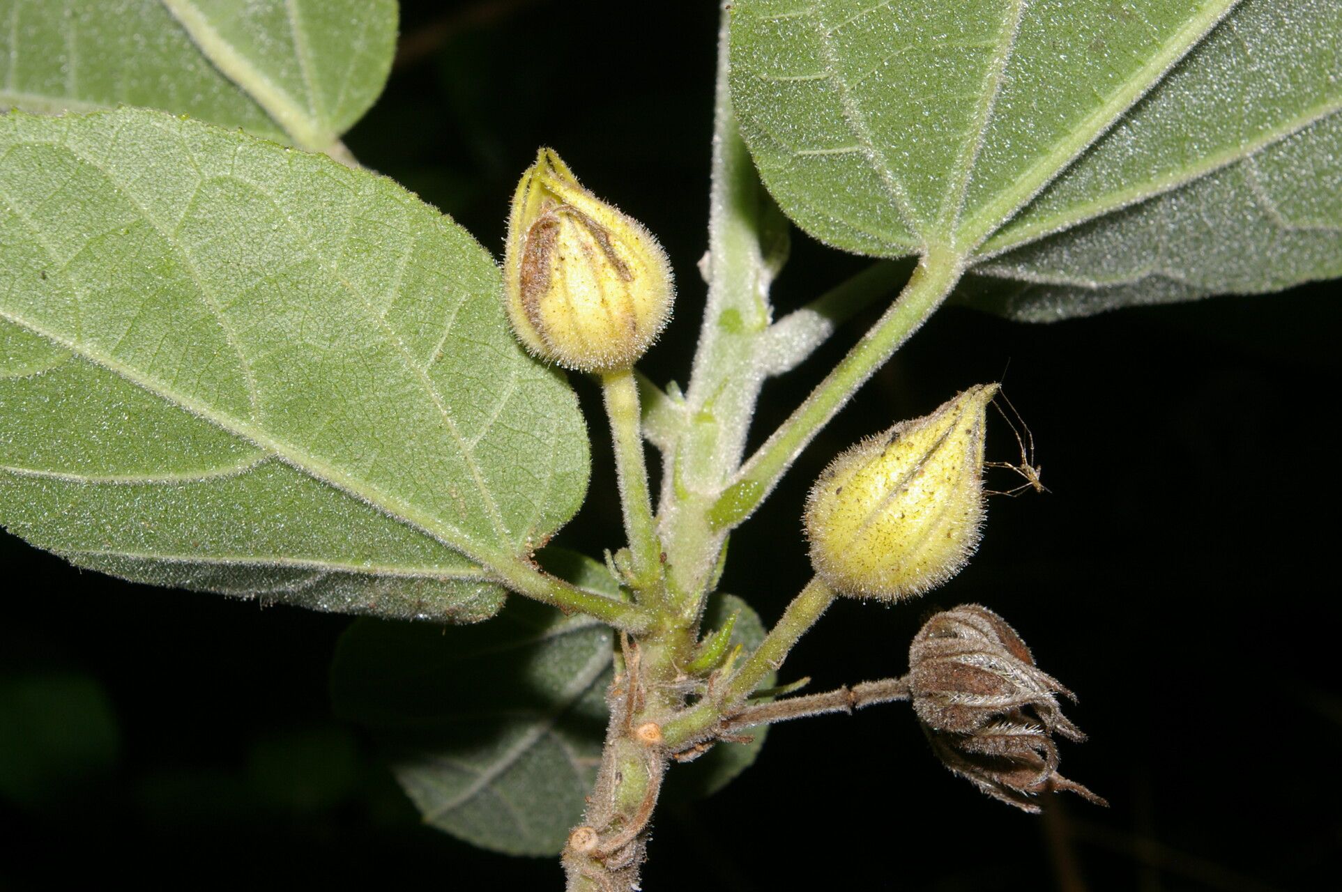 Malvaviscus concinnus fruit