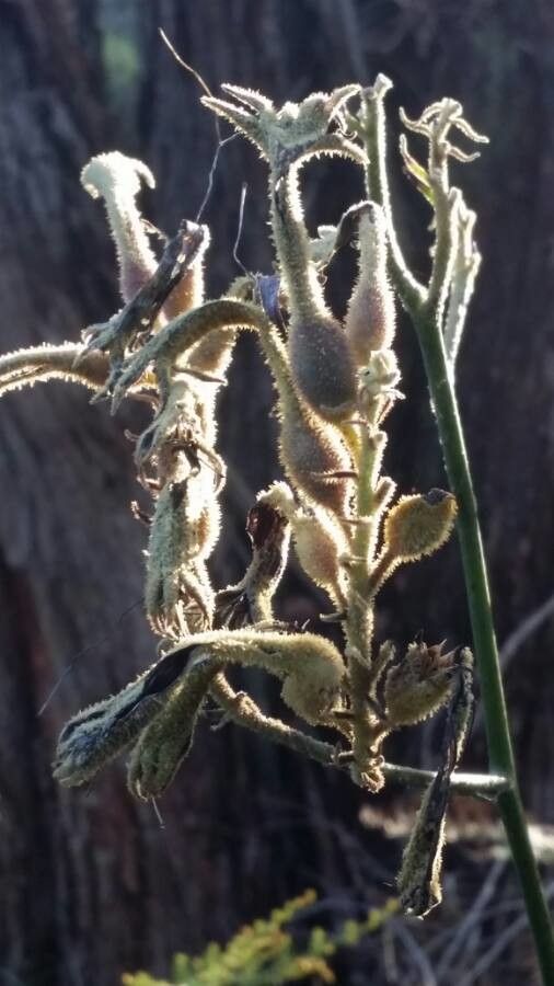 Anigozanthos spp. fruit