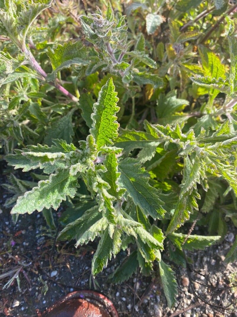 Plagiobothrys tenellus — houseplant care guide