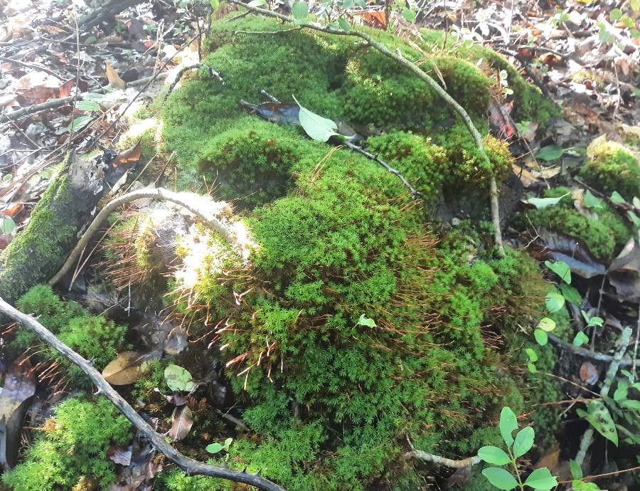 Saxifraga bronchialis habit