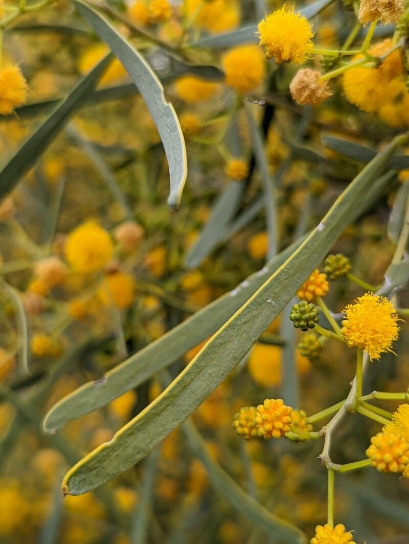 Acacia ligulata — search result for 'Acacia'
