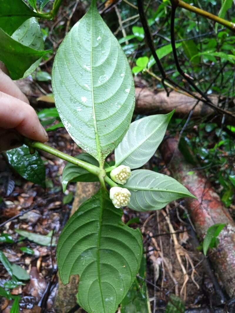Palicourea dichotoma flower