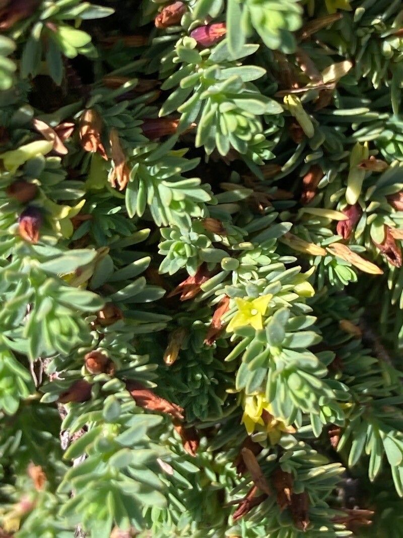 Thymelaea dioica flower
