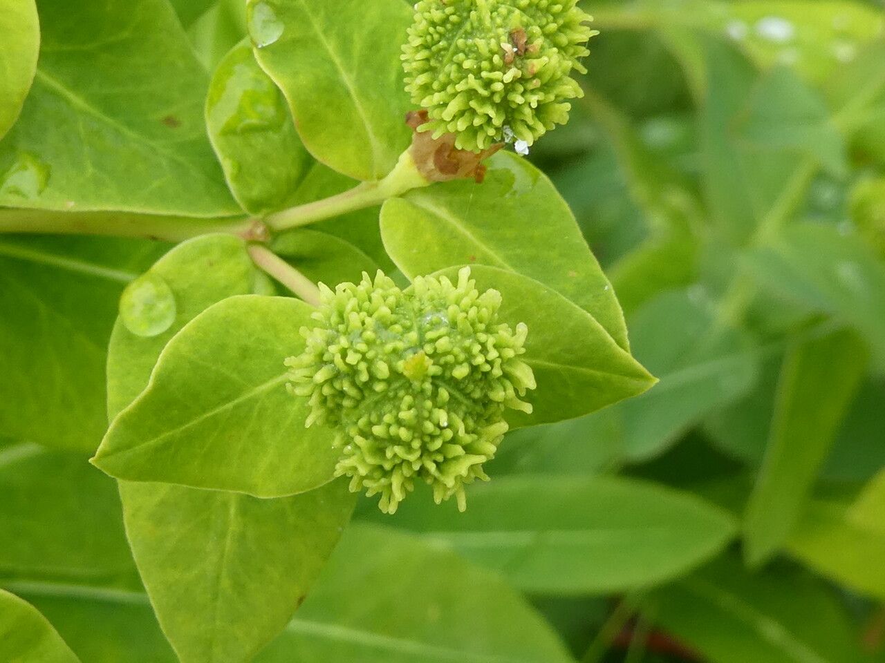 Euphorbia hyberna fruit