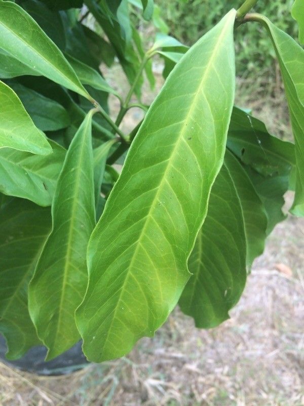 Ixora finlaysoniana leaf