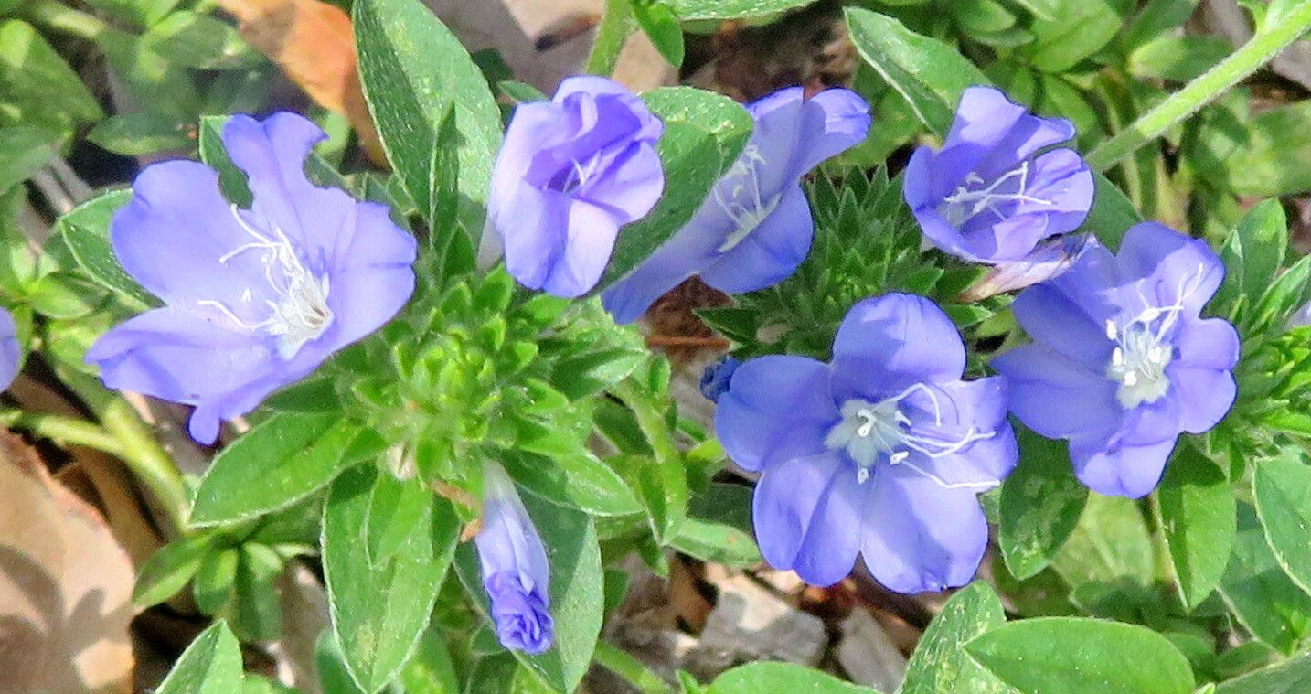 Evolvulus brevifolius flower