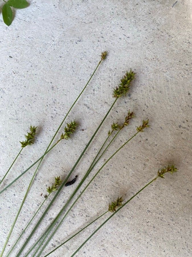 Carex spicata leaf