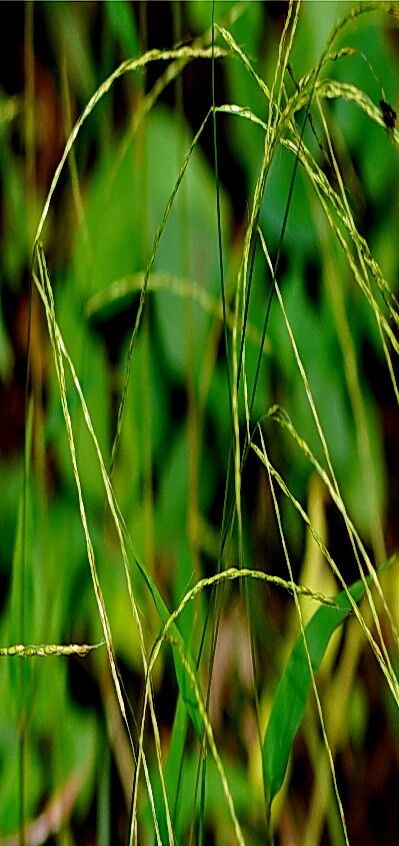 Microstegium japonicum — related species from the same genus