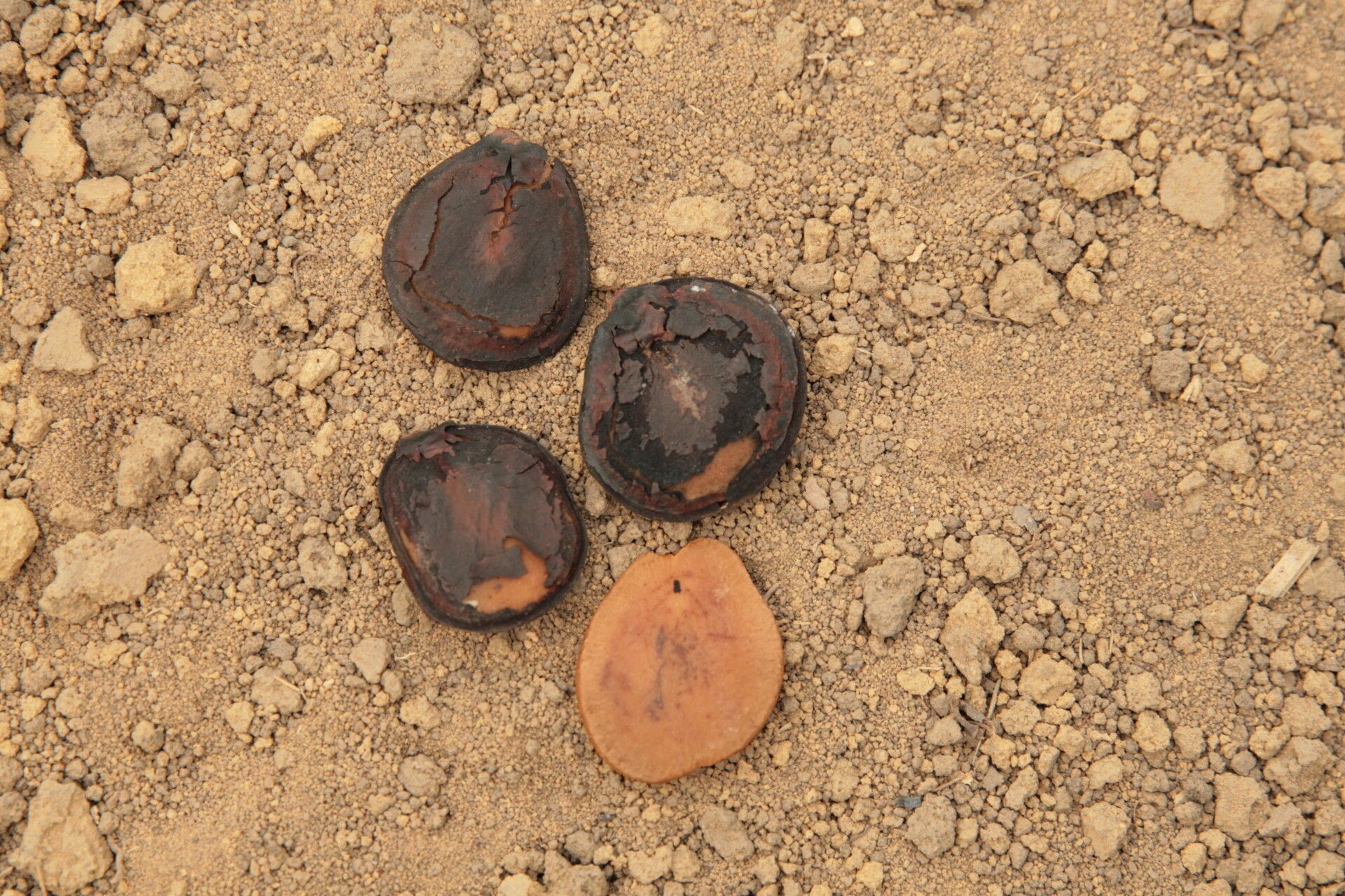Brachystegia laurentii fruit