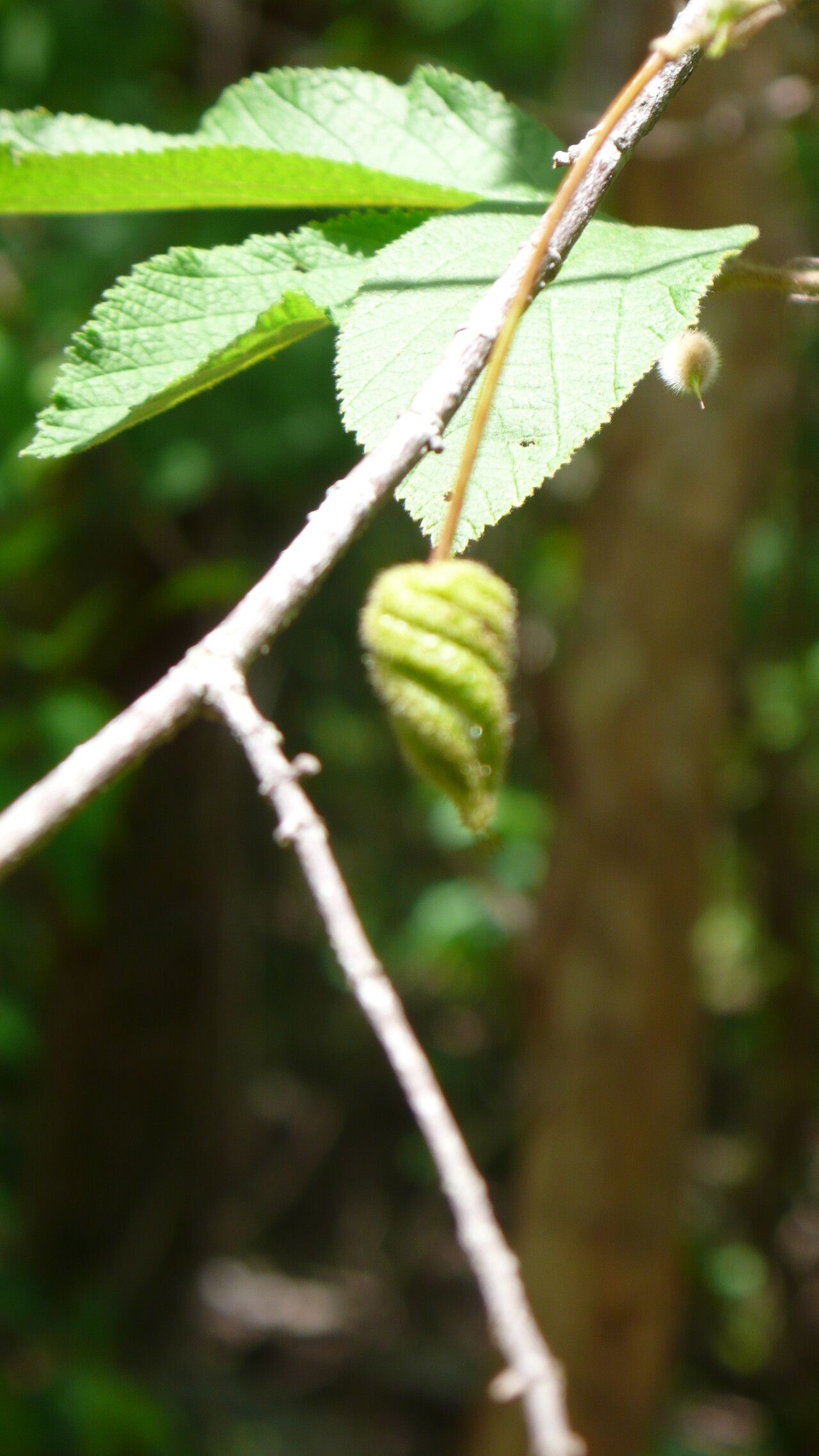 Helicteres heptandra fruit