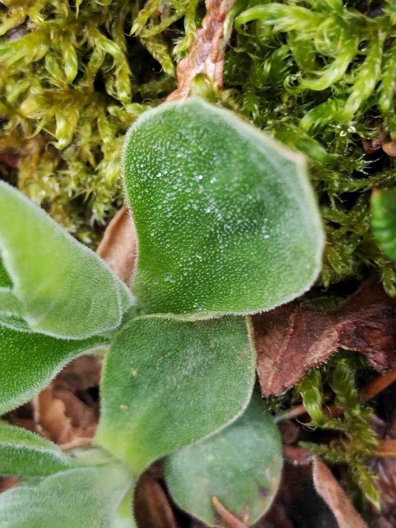 Primula kitaibeliana — houseplant care guide