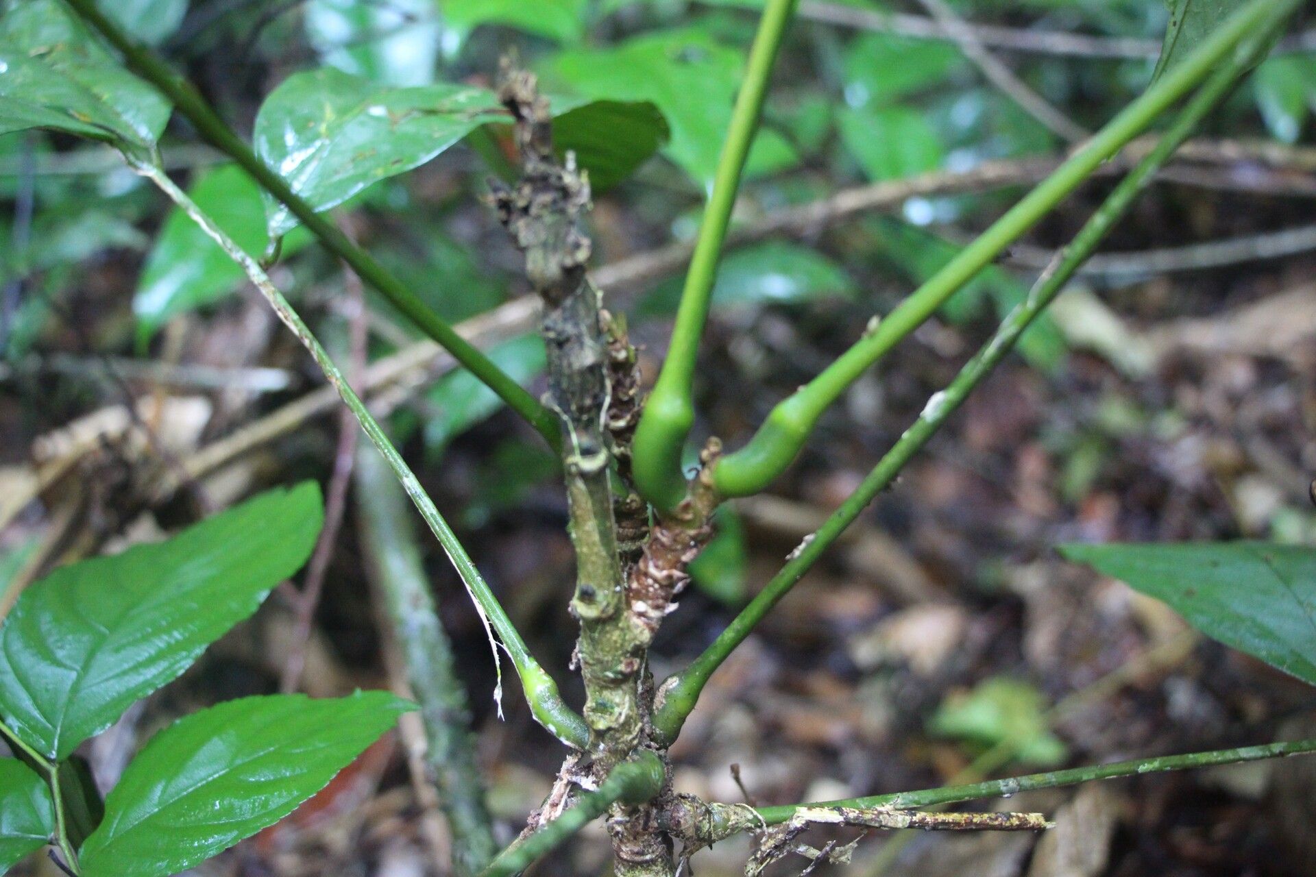 Millettia barteri bark