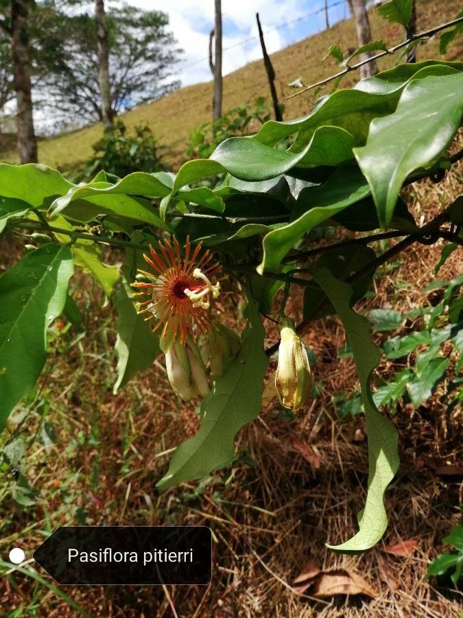 Passiflora pittieri flower