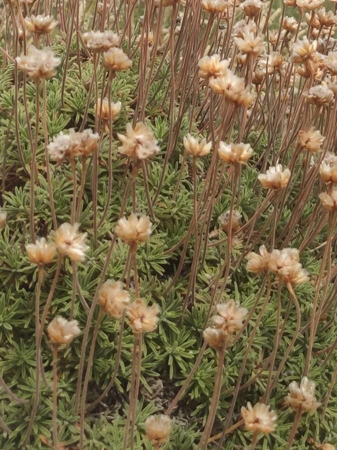 Armeria pubigera leaf
