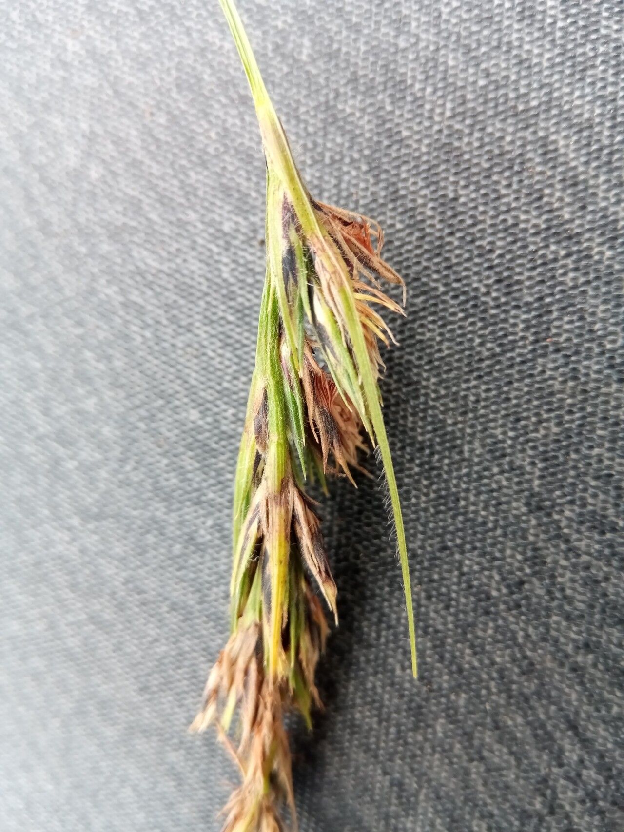 Scleria melanomphala flower