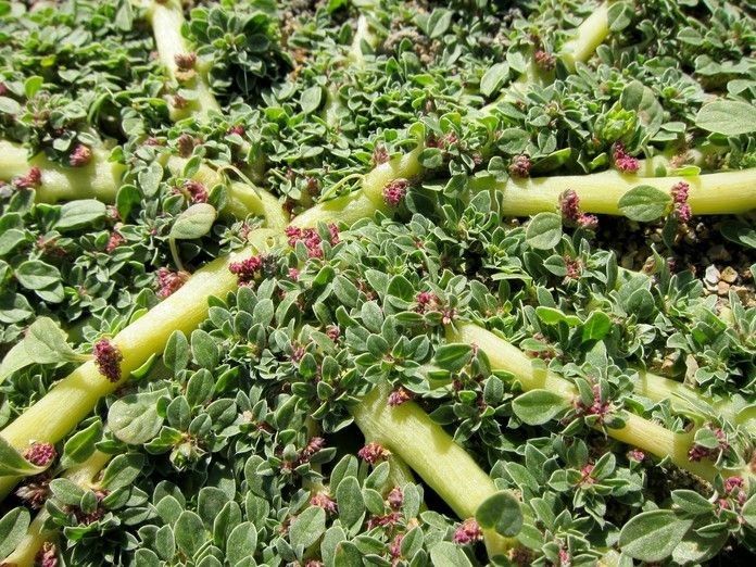 Amaranthus californicus habit