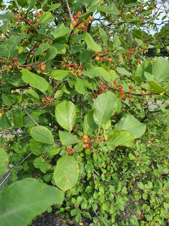 Frangula rupestris fruit