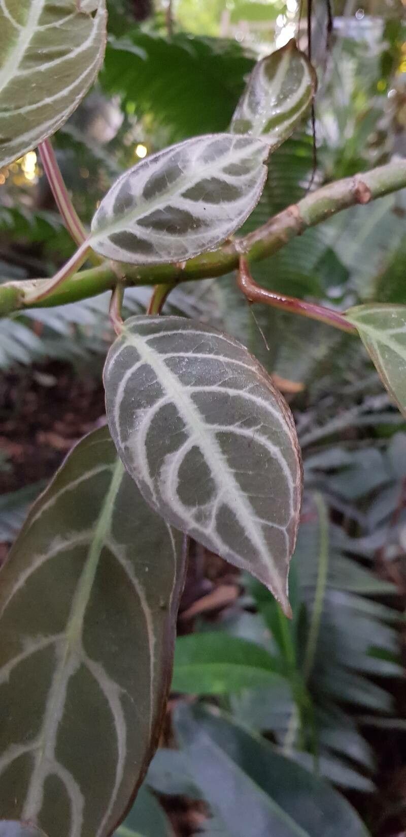 Drymonia chiribogana leaf