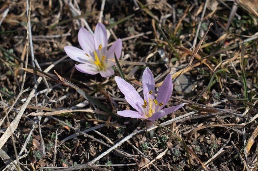 Colchicum trigynum — houseplant care guide