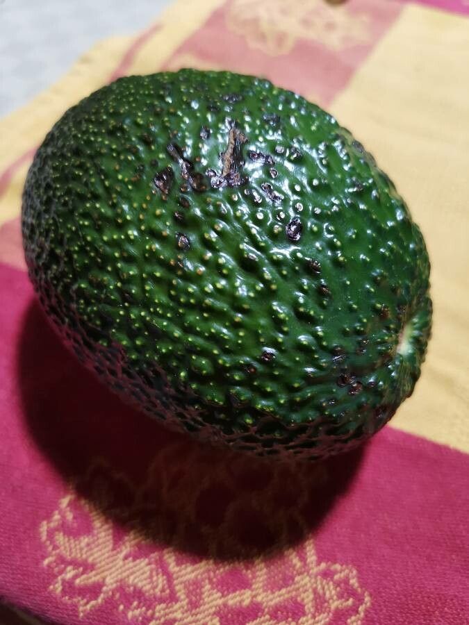 Brosimum alicastrum fruit